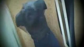 【盗撮】臭いチンポを露出してすそあげをお願いした女性アルバイトのガチリアクションを隠し撮りしてみた！熱い日本の性交