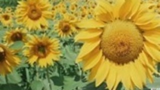 Yy7愛の新世界で鈴木さわ 2熱い日本の性交